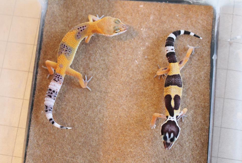 Siren and Valor 4 20 14