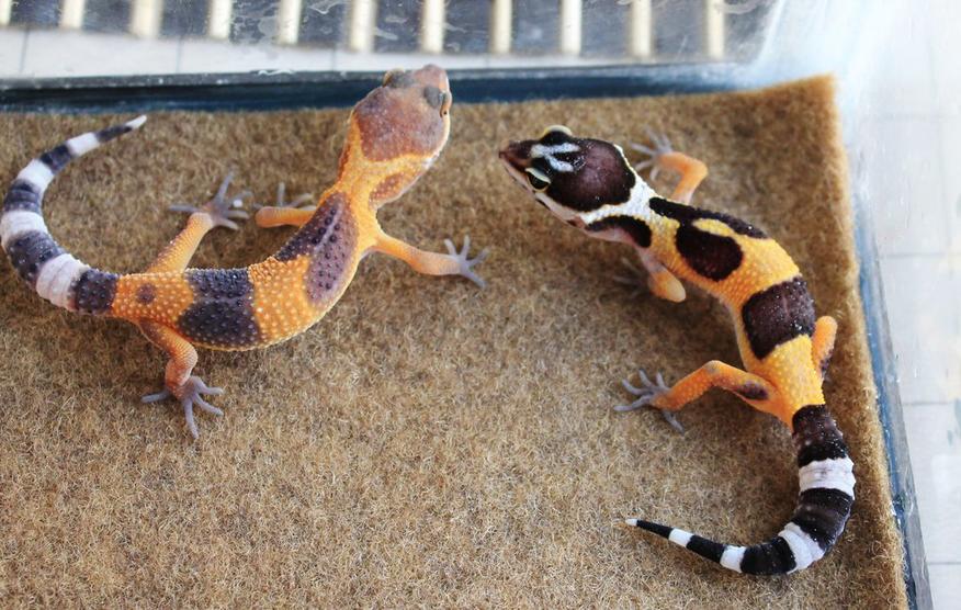 Siren & Valor 4-7-14