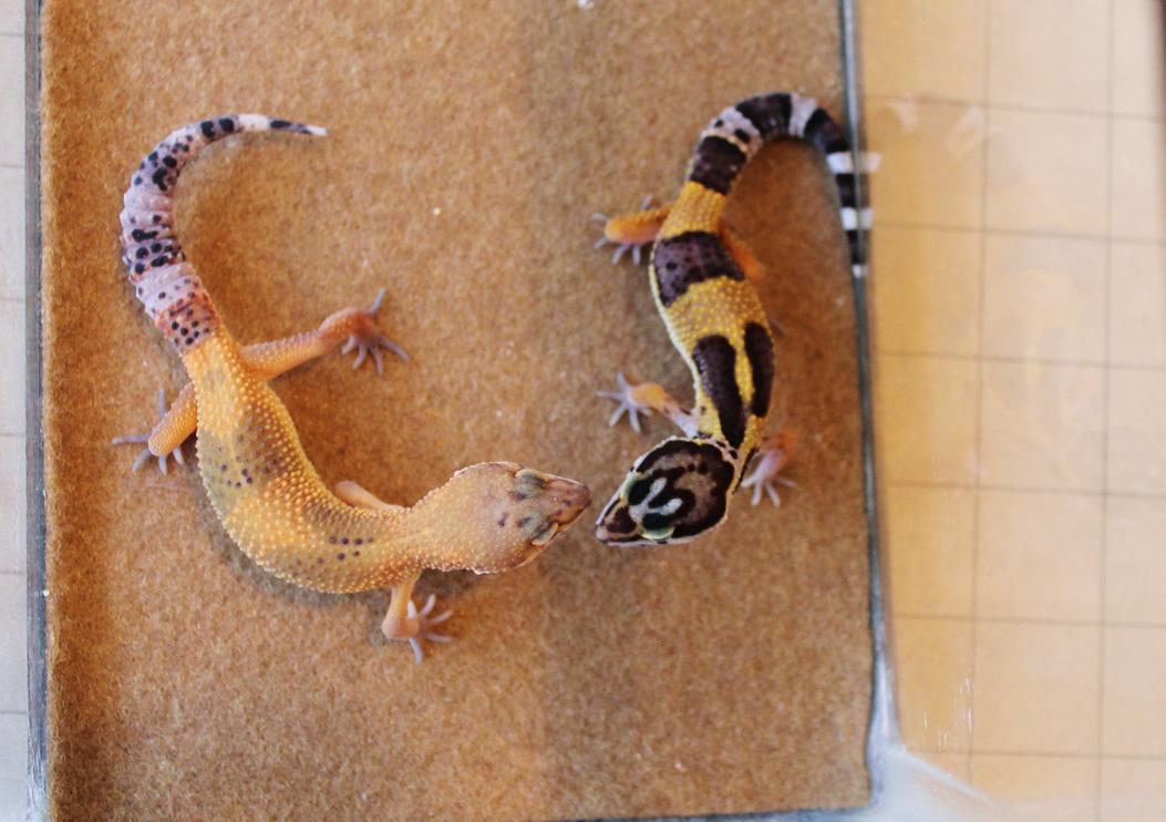 Siren & Valor 5 12 14