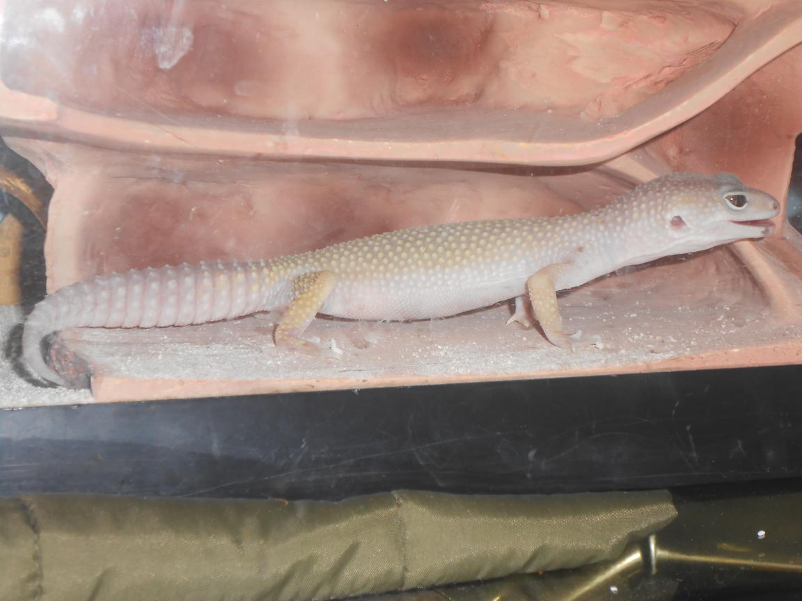 Randall busting a pose for the camera when he first got to my house..*notice the sand in the tank