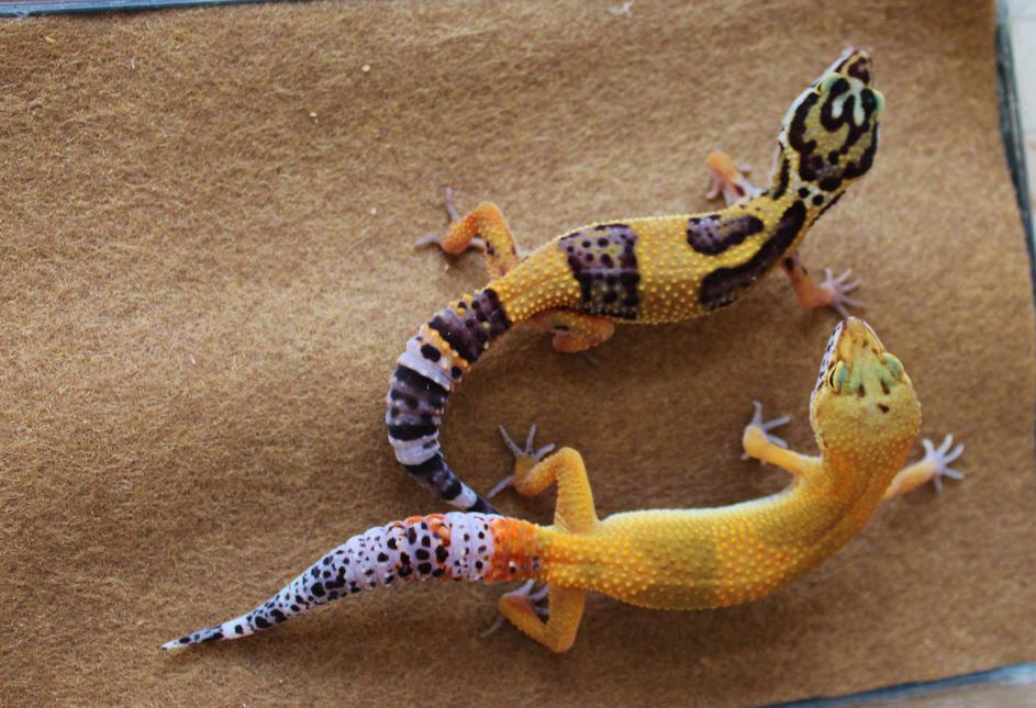 Valor and Siren 06 02 14