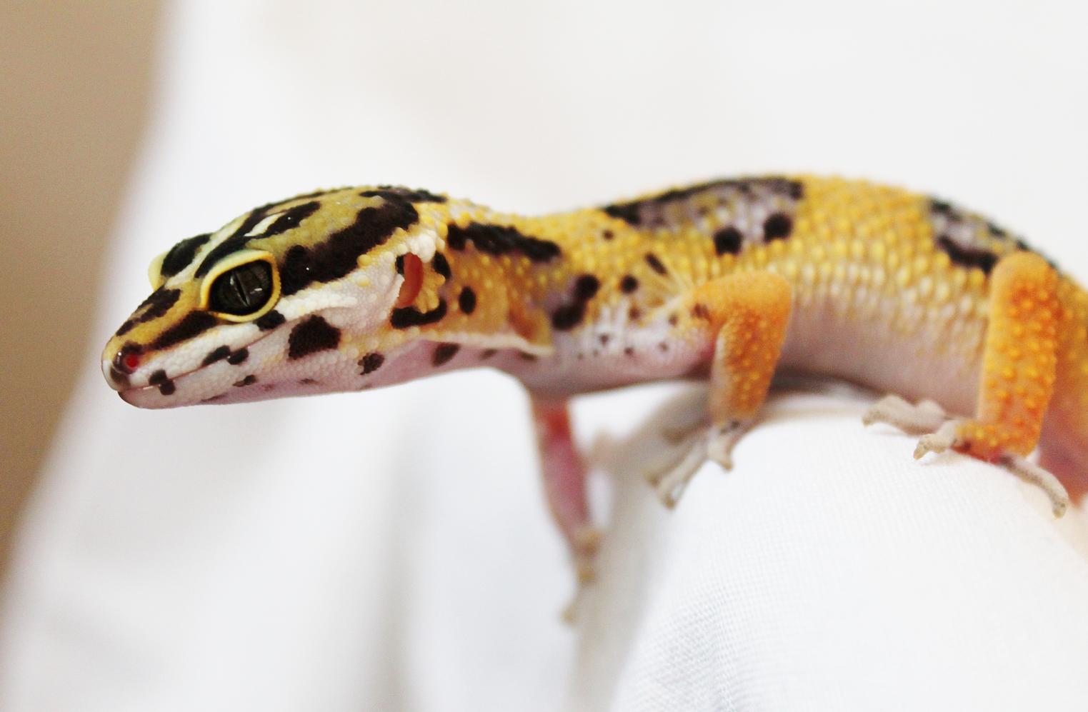 Valor 06 02 14
High Yellow Leopard Gecko