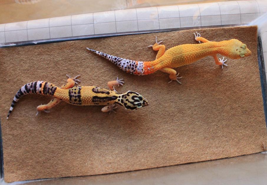 Valor & Siren 6 15 14