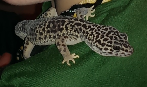 Creature