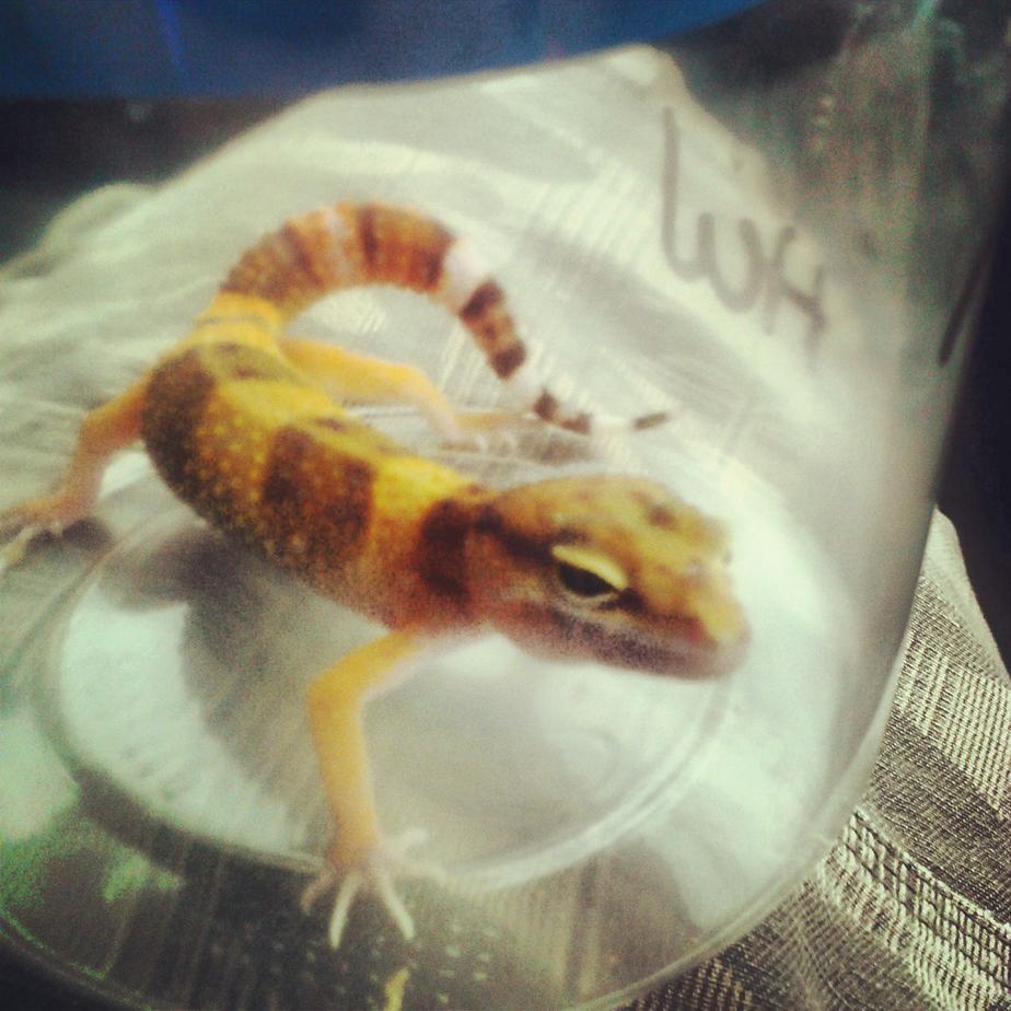 A shot of when I first got my Leo!

This was taken while on the way home.