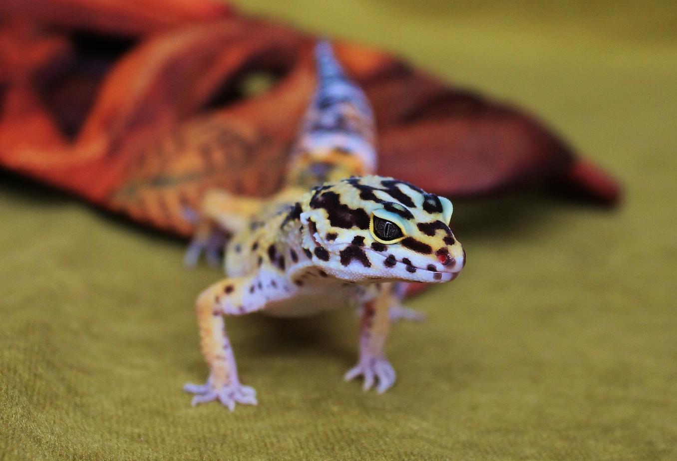 IMG 3678Valor 7-7-14