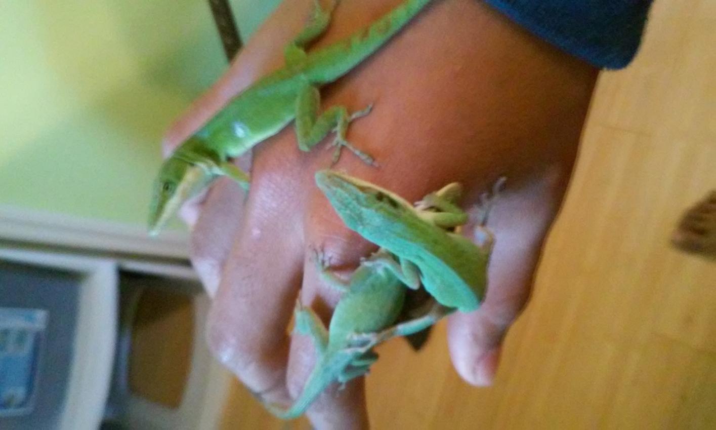 You can find something interesting in even the most common of lizards, you just have to be able to look hard enough.