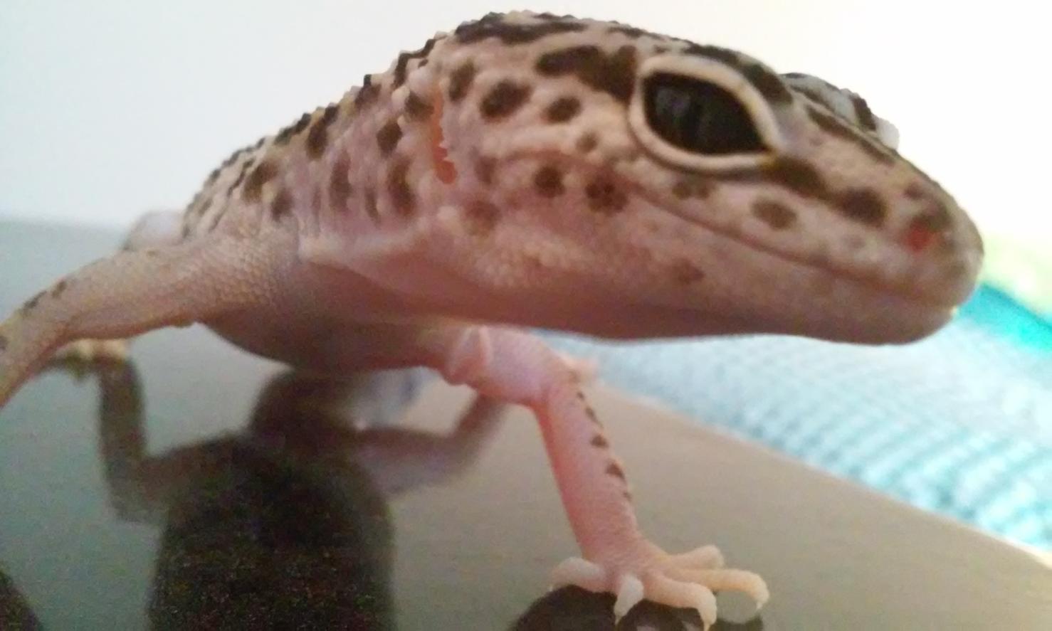 Sammi my male Leopard Gecko