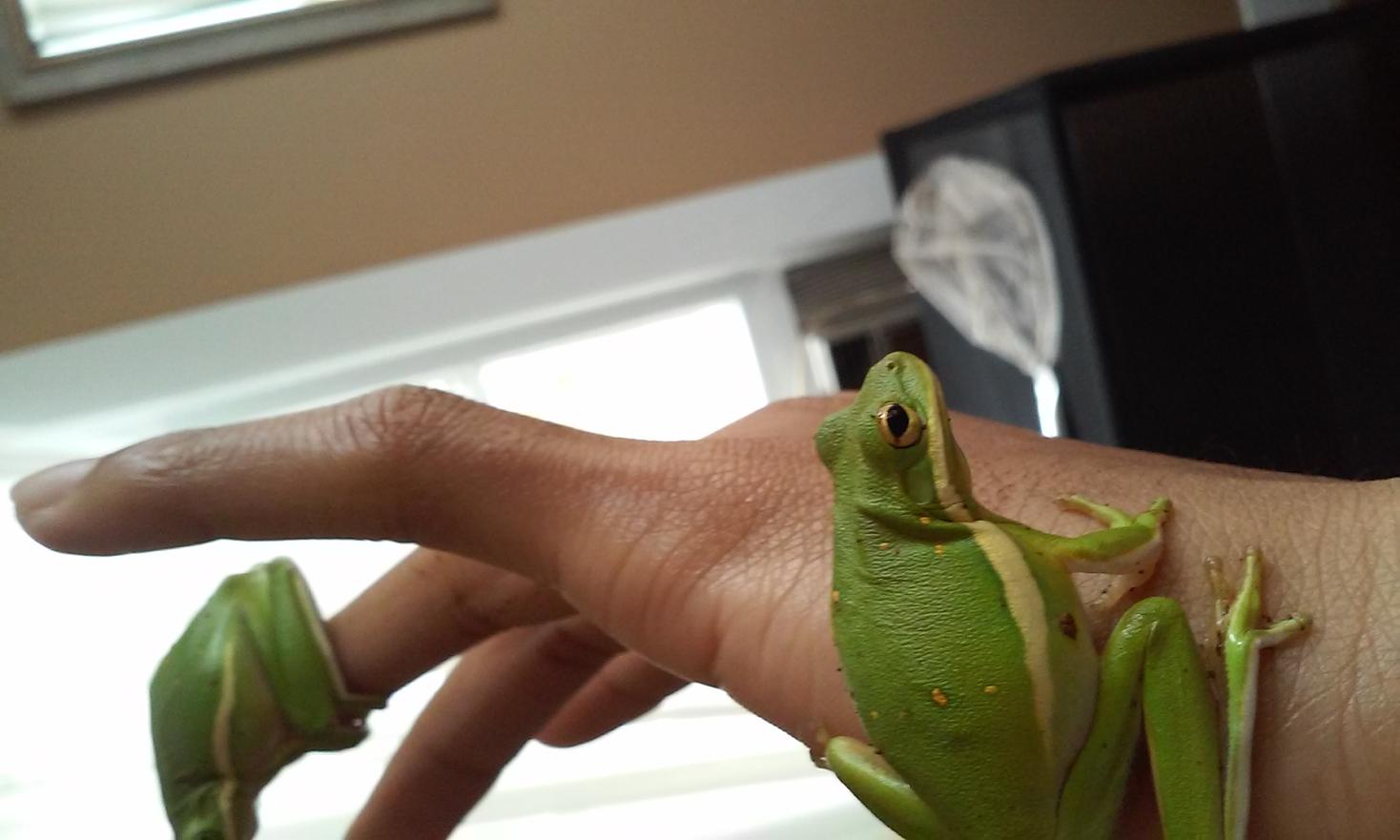 My Green Tree Frogs