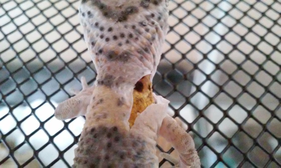 My second Leopard 
Gecko shedding
