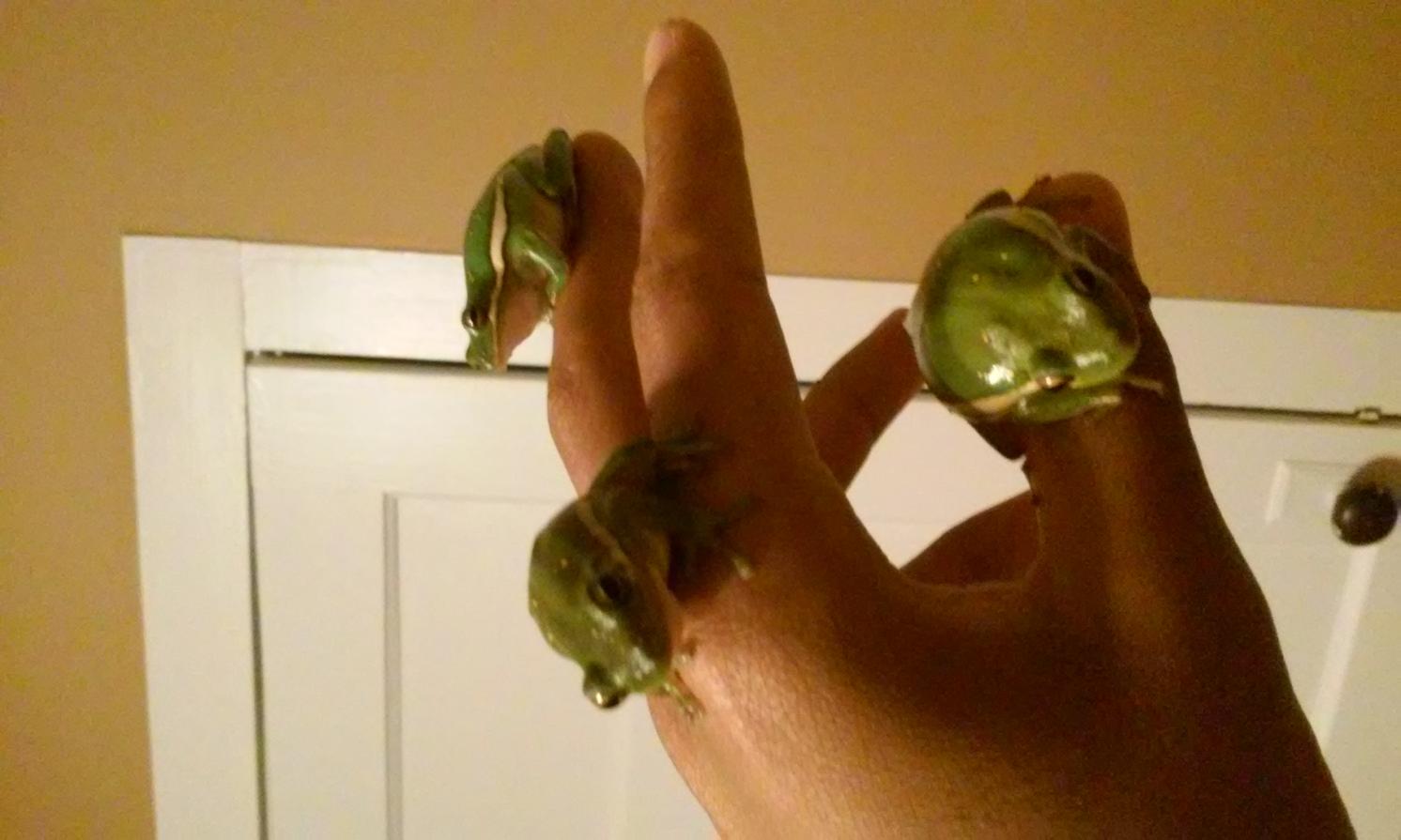 Green Tree frogs