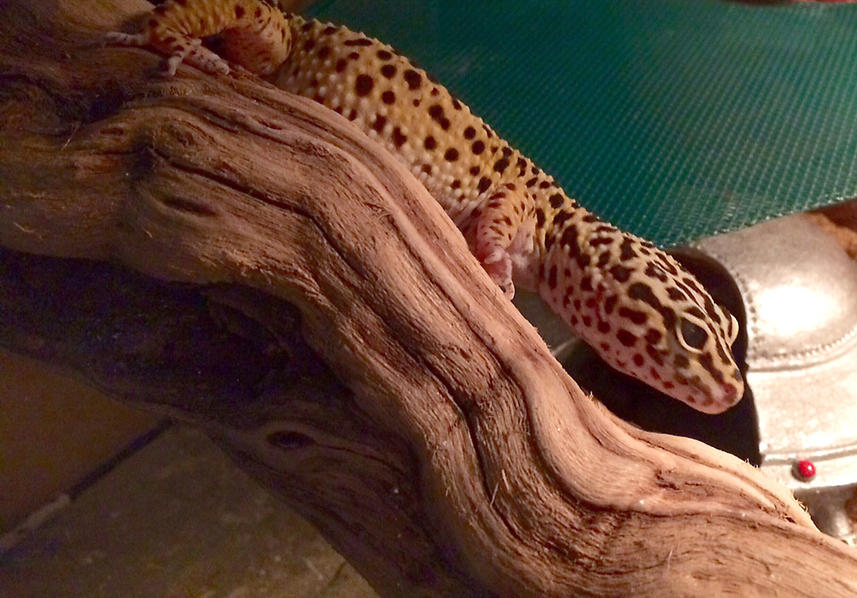 Spock on his log