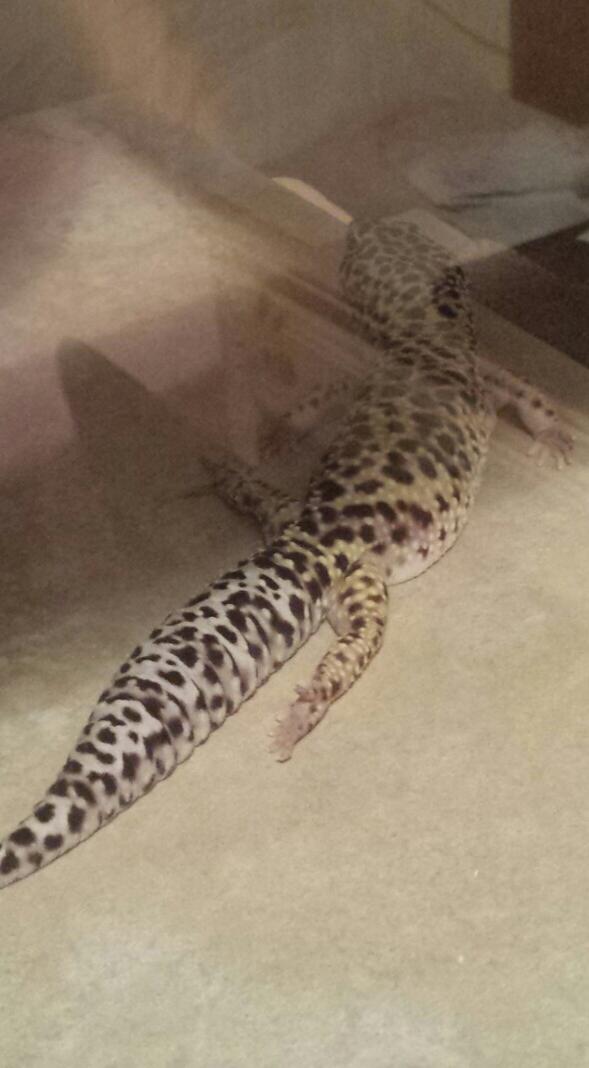 Woah, little buddy you're pretty flexible...