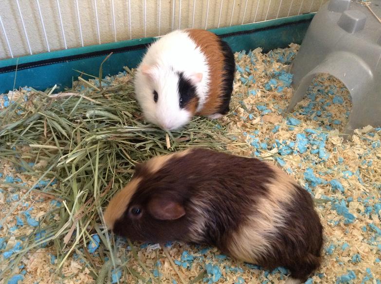 My guinea pigs after they got a bath 😊