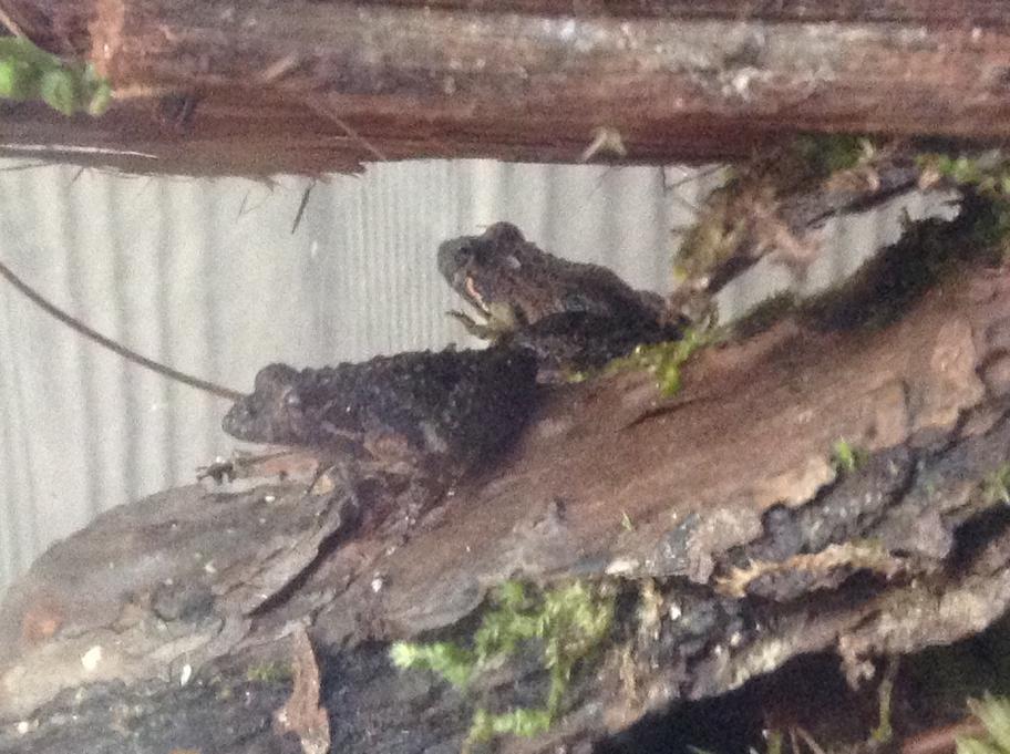 2 of my frogs (unknown species)