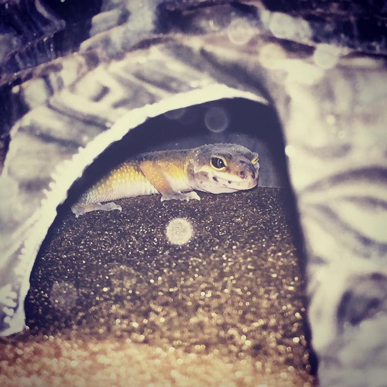 Hiding out