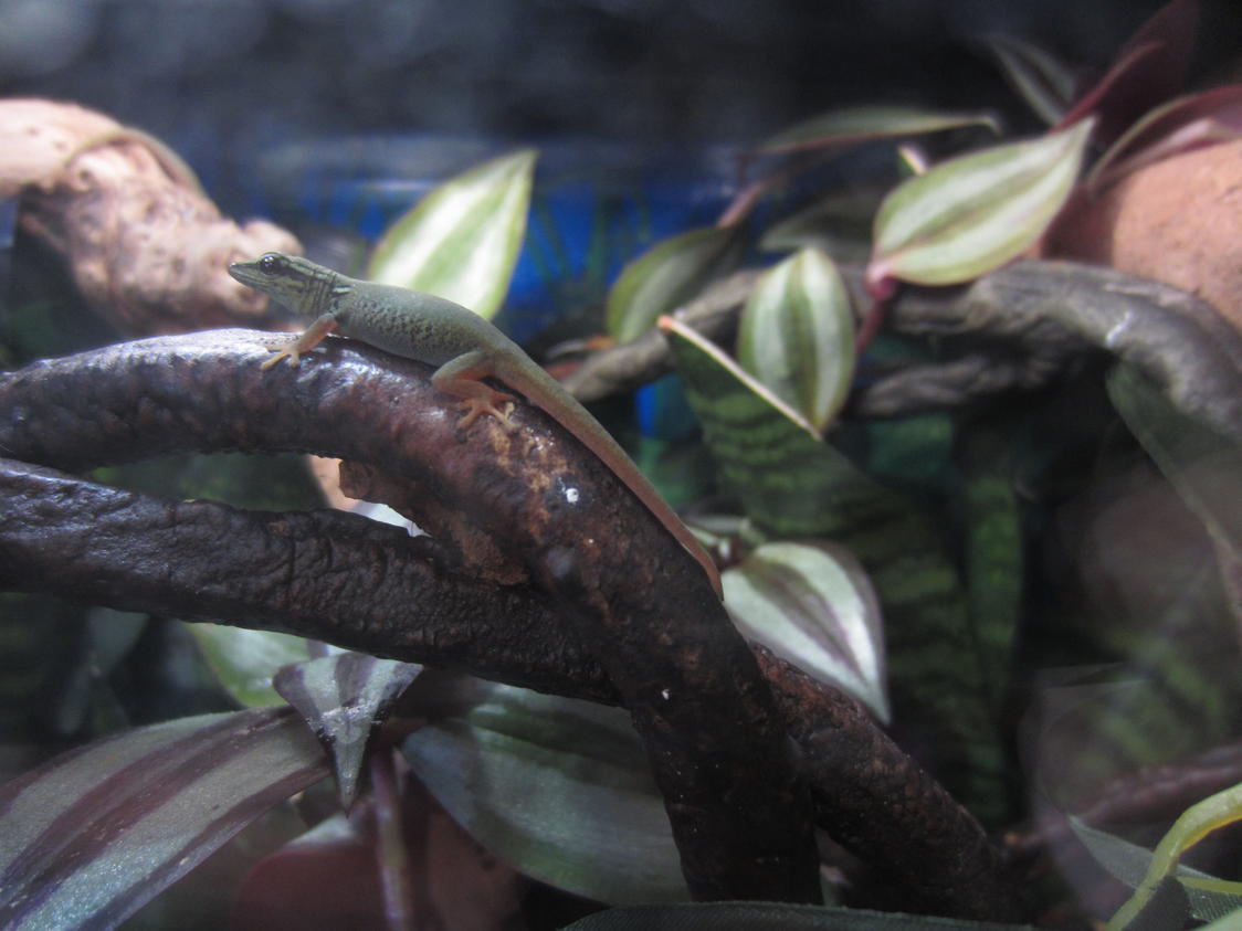 Female williamsi, 15 mo.