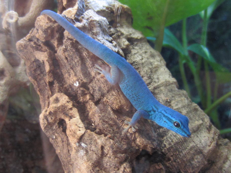 Smurfo, adult male- "daddy" gecko