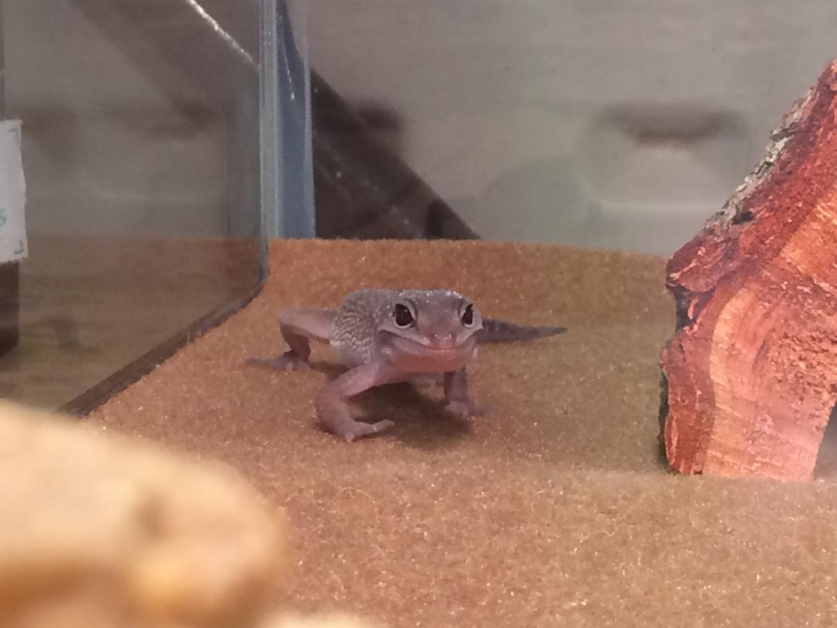 New Gecko 1#