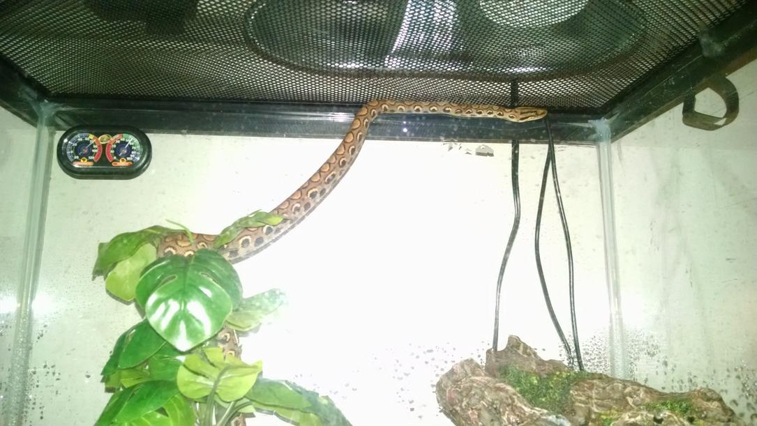 Pandora wants out of her "Box"
Lil' troublemaker :)