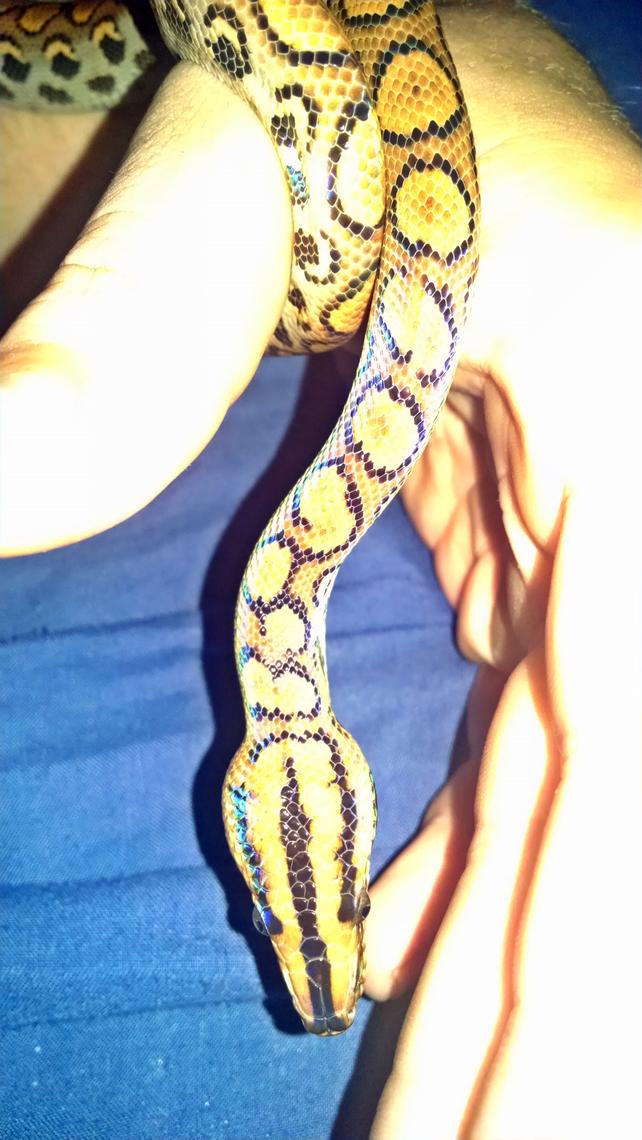 Head view w iridescence