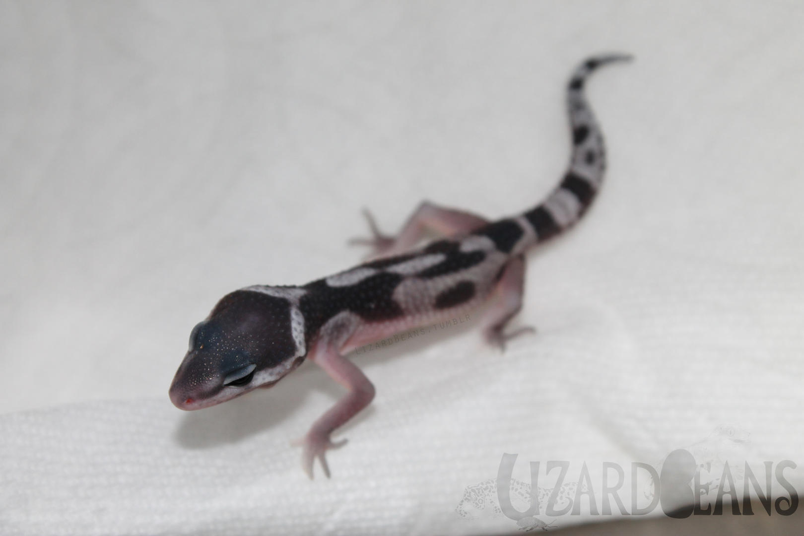 Boreas x Chenu 5-26-16
Mica