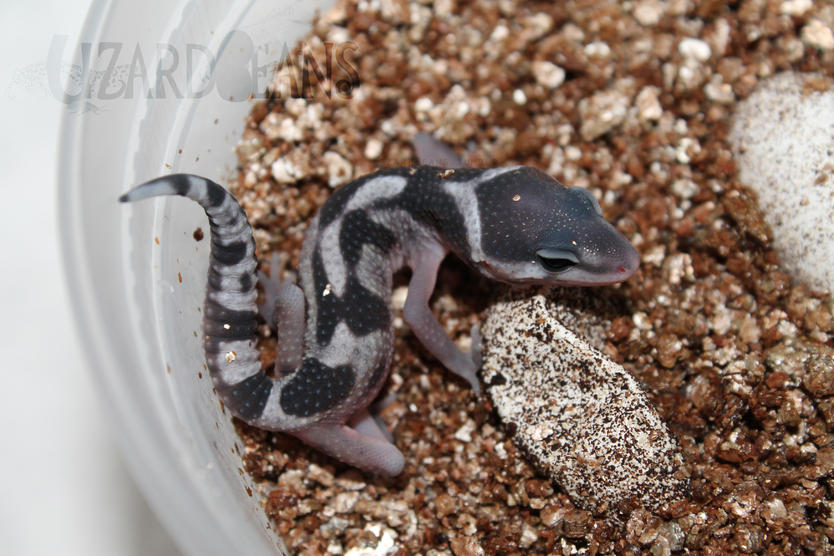 Boreas x Chenu 5-26-16
Mica