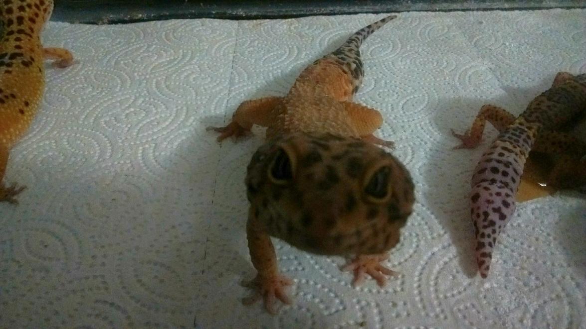 My leo harvey posing lol