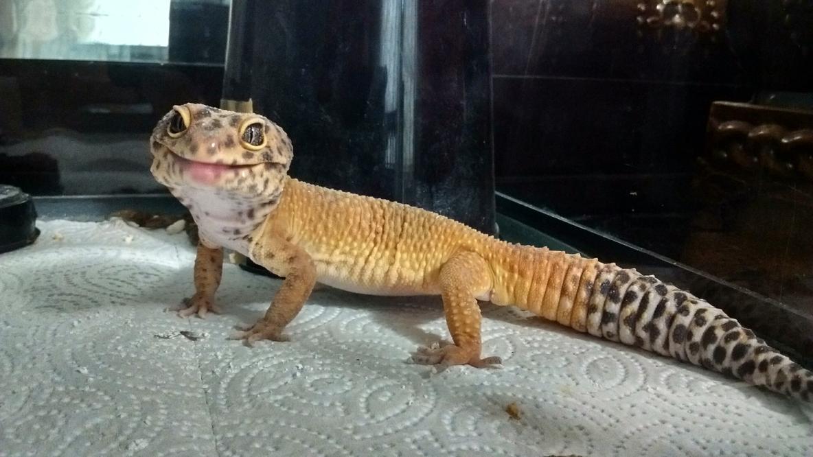 Harvey being silly