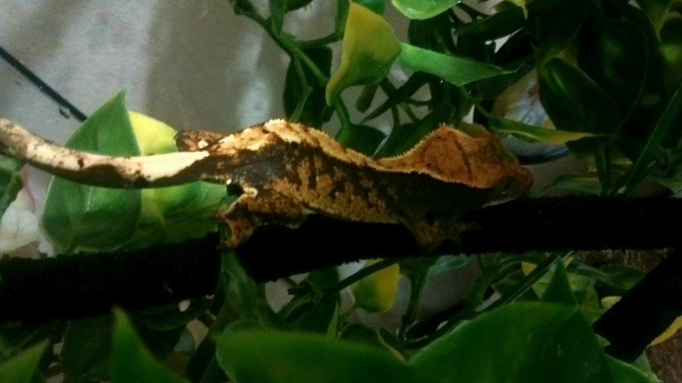 Juvenile new Caledonian gecko hunting crickets!
