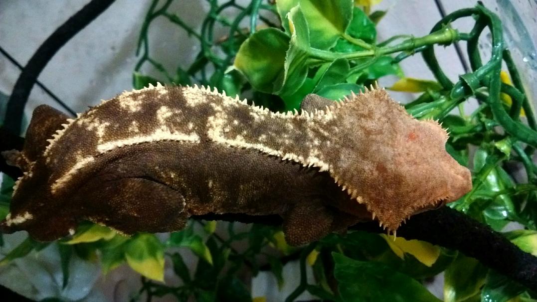 Crested gecko.