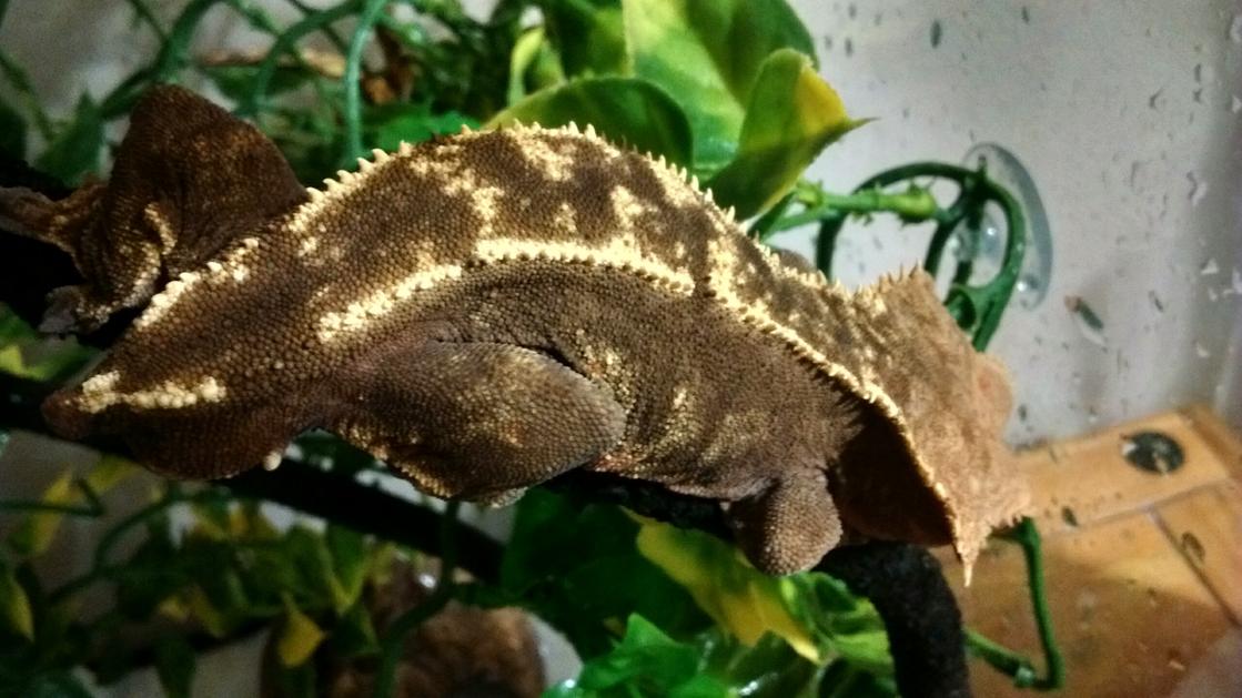 Crested gecko.