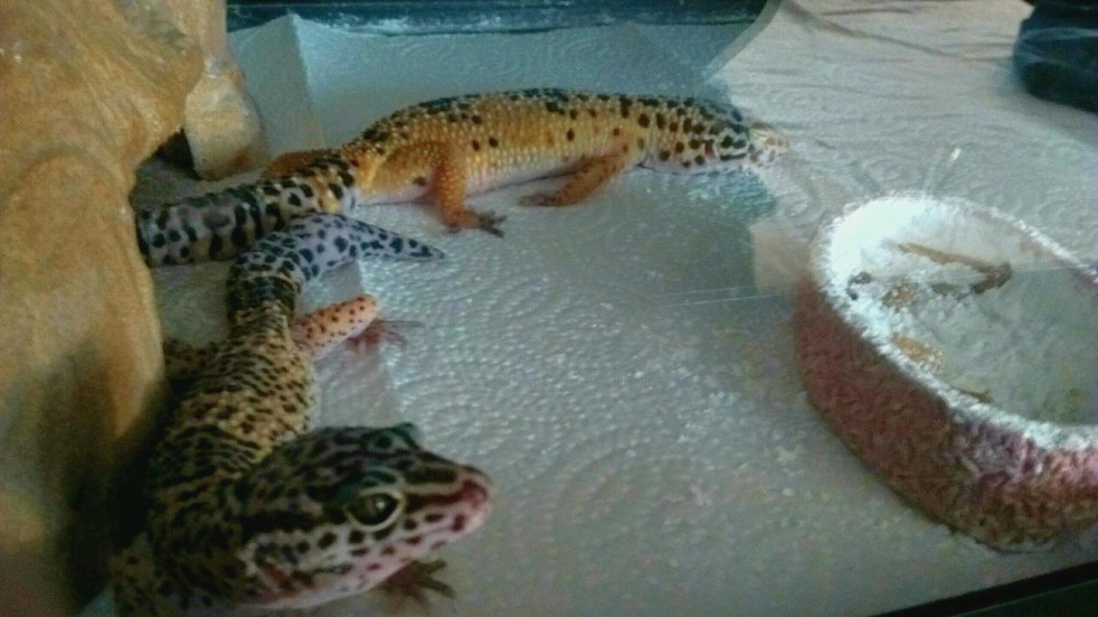 Another day in gecko town!
