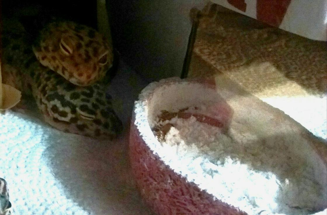 Leopard geckos lounging