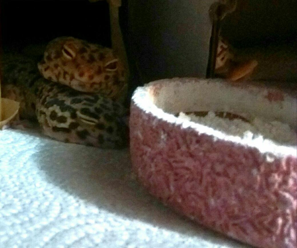 Leopard gecko lounging