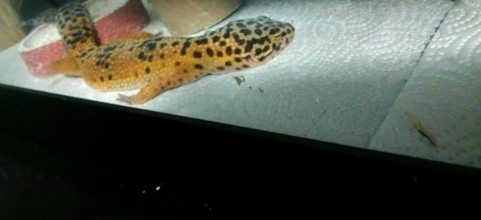 My lavender high yellow taking a cat nap.