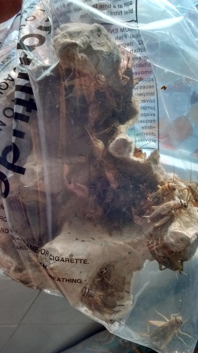 The healthiest staple for your reptiles,50 Large crickets!