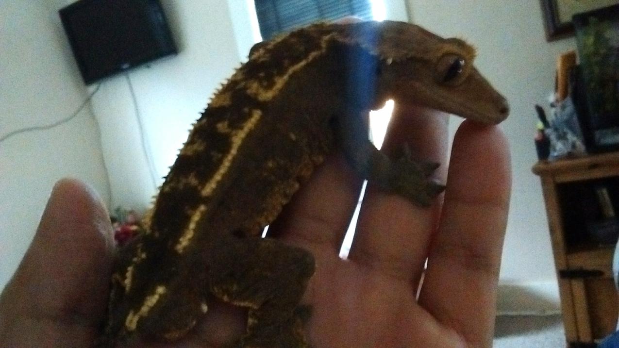 Another day in geckoville!