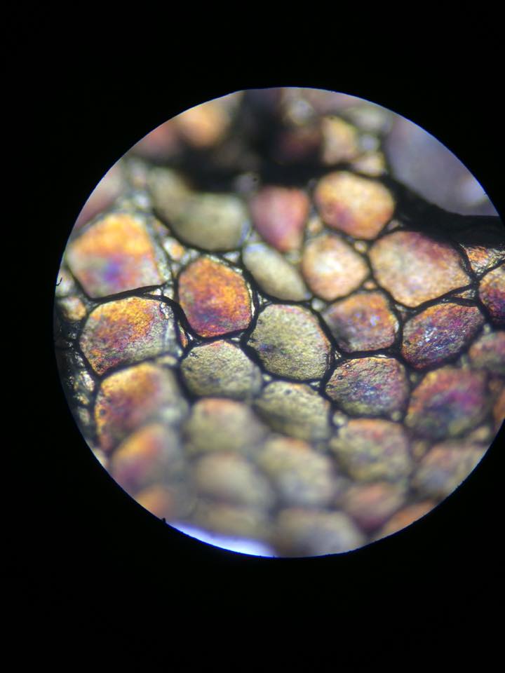 Skin cells and pigmentation