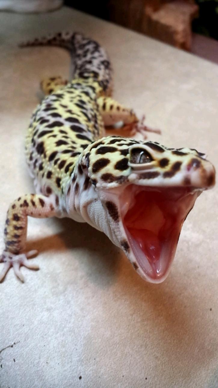 Theseus in the middle of a yawn:)