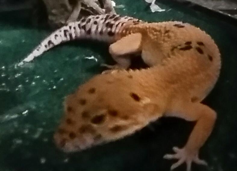 Old Juv. 2nd leo