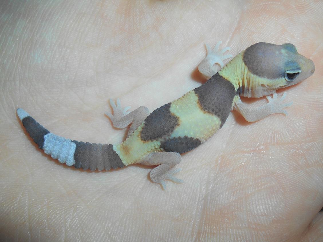 fat tailed gecko