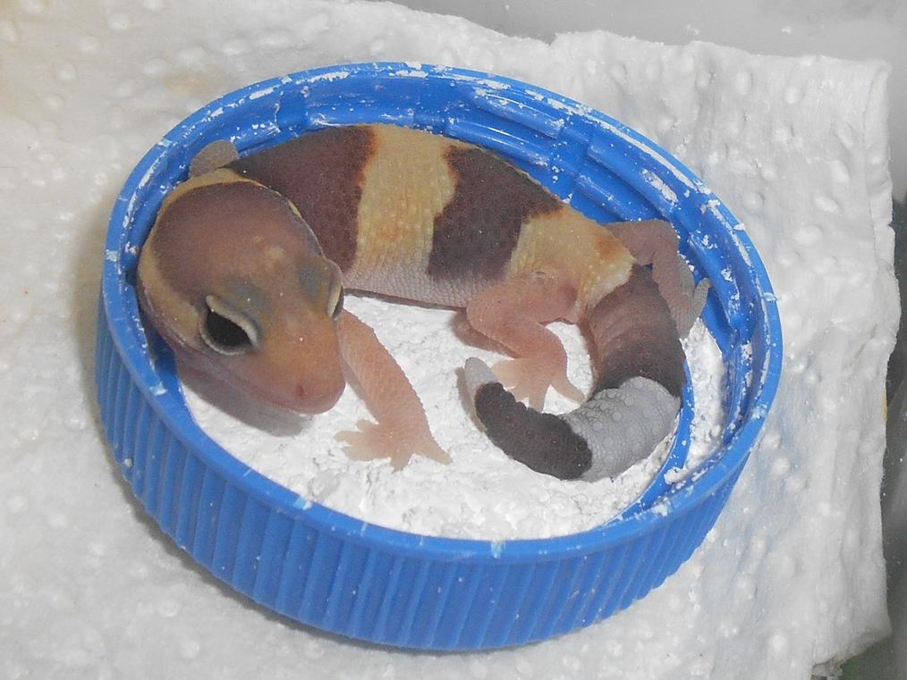 fat tailed gecko