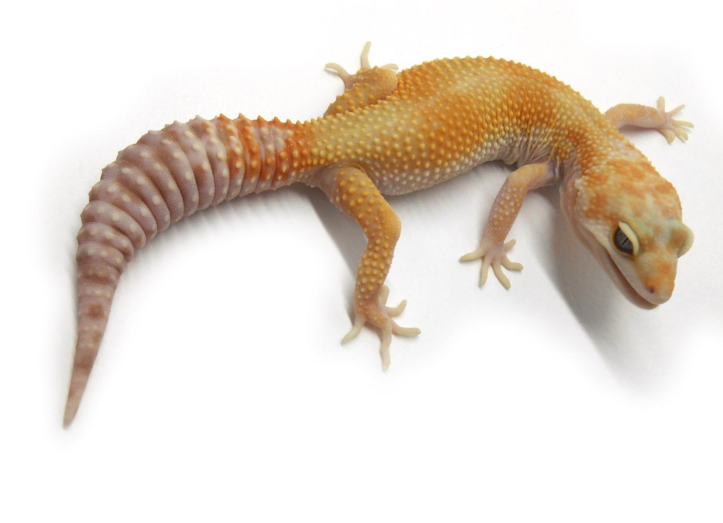 WY TA female