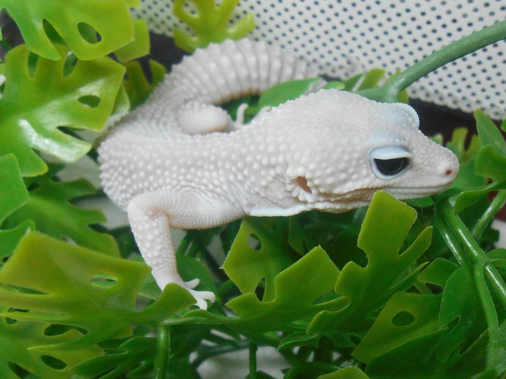 SS Blizzard male