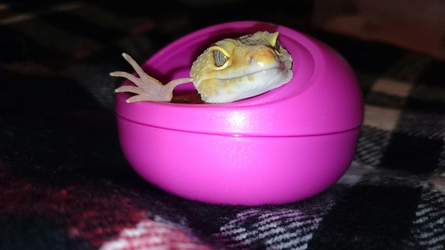 Sunglow female