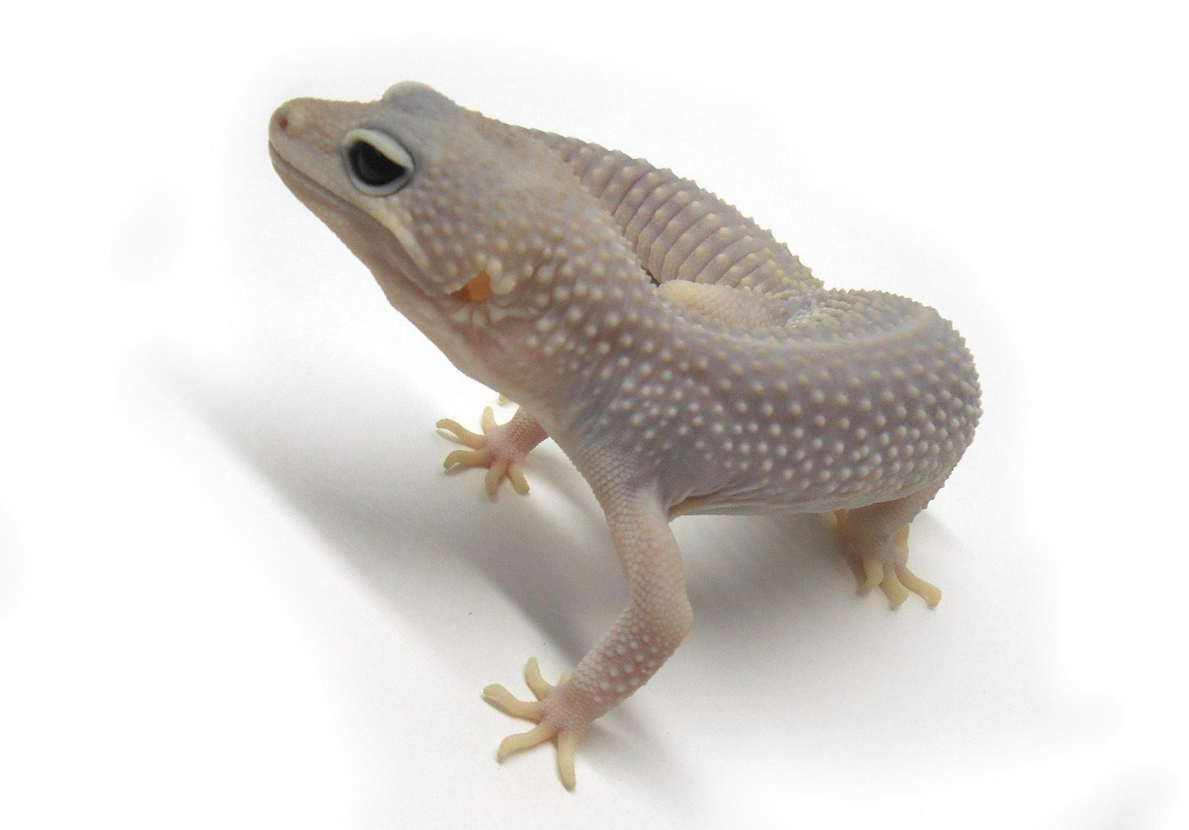 SS Blizzard male
