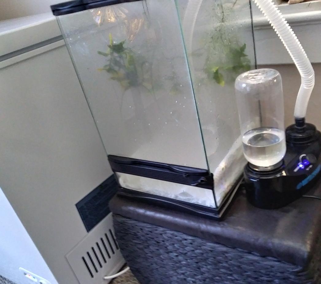 12x12x18 zoo med tropical terrarium home to two juvenile new caledonian geckos.
With zoo meds repti fogger(distilled water only)
Humidifier is used 10