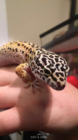 Taro