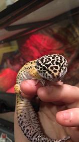 Taro